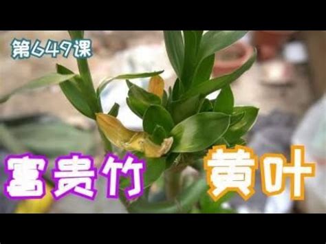 萬年青莖變黃 岸兜意思